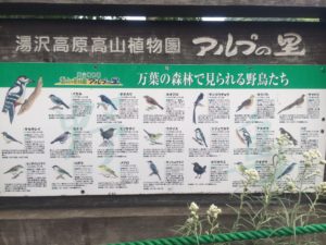 湯沢高原高山植物