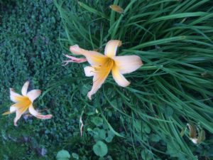 湯沢高原ニッコウキズナ