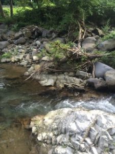 初心者の渓流釣り（カッサ川のヤマメ&イワナ）