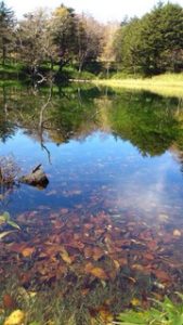 万座温泉牛池③