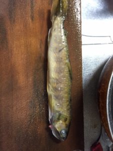 天然秩父イワナ