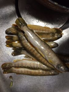 奥只見の天然イワナ？