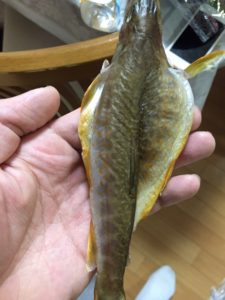 福島県阿武隈川で渓流釣りで天然イワナゲット。