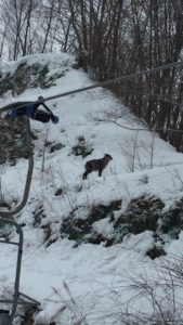 尾瀬でカモシカを発見