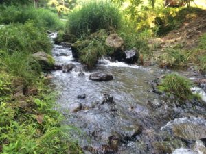 横瀬川渓流釣り