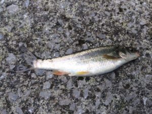 入間川のイワナと言いたいところですが。