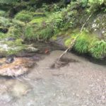 名栗川渓流釣り情報