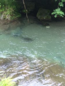 http://beautiful-japan.pupu.jp/2016/06/19/名栗川渓流釣り情報/