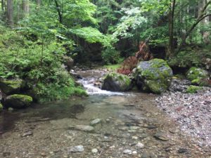 秩父イワナもいそうな雰囲気。 落ち着いた釣りができそうです。