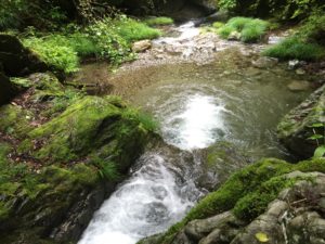 名栗川の最上流の釣果情報です。