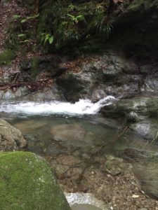 山中入は天然のヤマメ、天然イワナの宝庫です。期待できるポイントです。