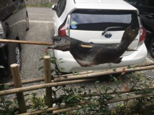 手作りのニジマスの塩焼き