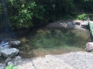 ニジマスの他にヤマメ、イワナが釣れます。