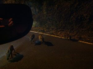 ウリボウを発見