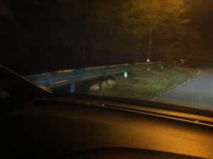 イノシシの子供。