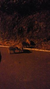 飯能にはイノシシも生息しています。