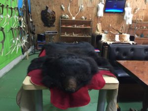 飯能市にもいるツキノワグマ